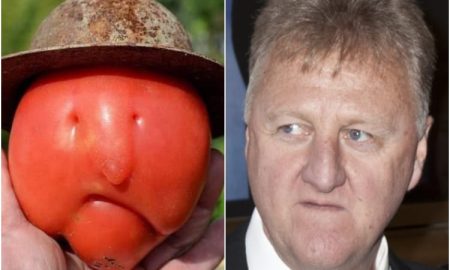 Larry Bird Tomato