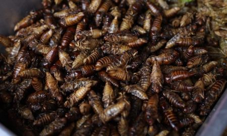 People Eating Cicadas