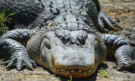 Alligators Fast Food Parking Lots